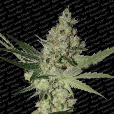 Acid > Paradise Seeds | Feminized Cannabis   |  Sativa
