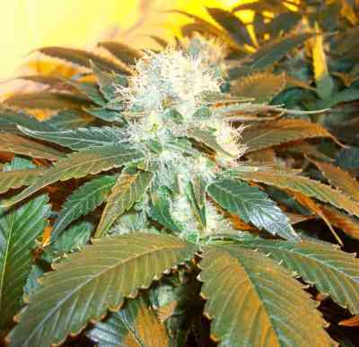 Acid > Paradise Seeds | Feminized Marijuana   |  Sativa