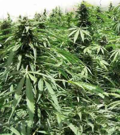 Express Collection > Positronics | Autoflowering Cannabis   |  Hybrid