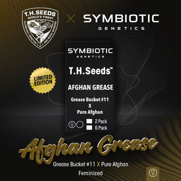 Afghan Grease Seed > TH Seeds | Feminized Cannabis   |  Hybrid