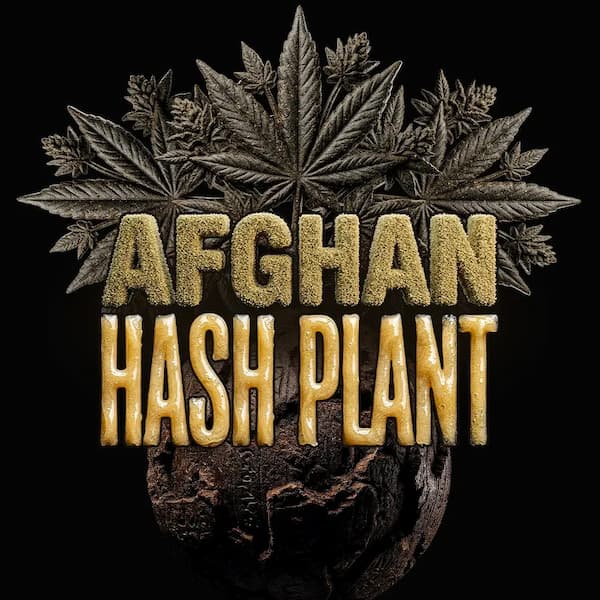Afghan Hash Plant Auto Samen > Barneys Farm | Autoflowering Hanfsamen  |  Indica