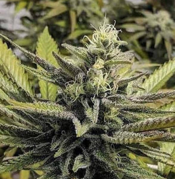 Afghan Hash Plant Auto Samen > Barneys Farm | Autoflowering Hanfsamen  |  Indica