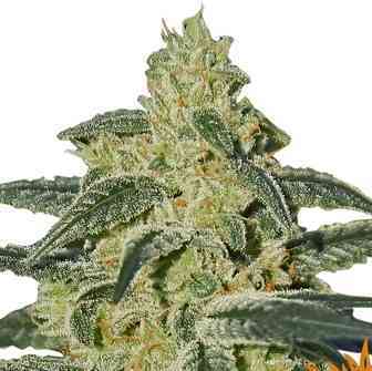 Afghan Hash Plant Seed > Barneys Farm | Regular Marijuana   |  Indica