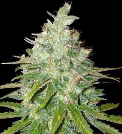 Afgan Kush x Black Domina > World of Seeds | Graines Féminisées  |  Indica