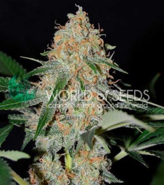 Afghan Kush Early Harvest > World of Seeds | Feminized Marijuana   |  Indica