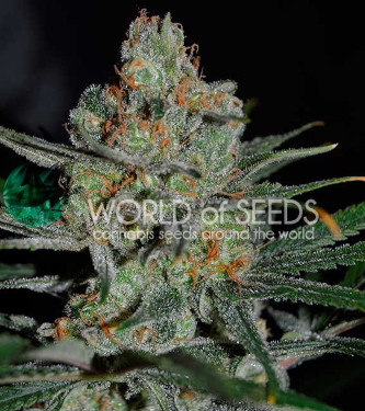 Afghan Kush Early Harvest > World of Seeds | Semillas feminizadas  |  Índica