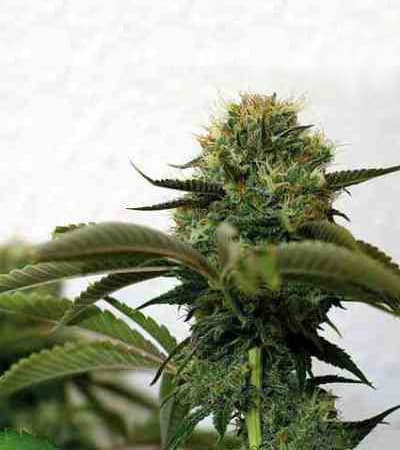 Afghan Kush Ryder > World of Seeds | Graines Autofloraison  |  Indica