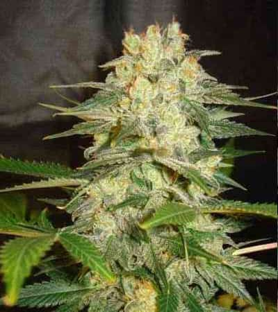 Afghan Kush Ryder > World of Seeds | Semillas autoflorecientes  |  Índica