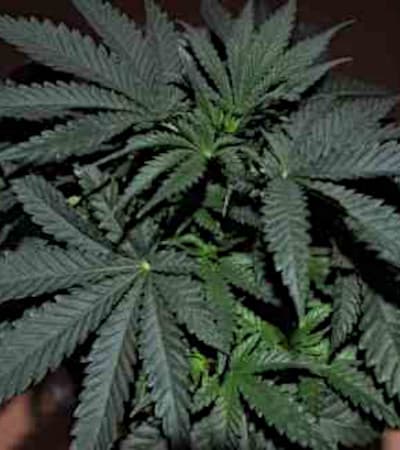 Afgan Kush Ryder > World of Seeds | Autoflowering Cannabis   |  Indica