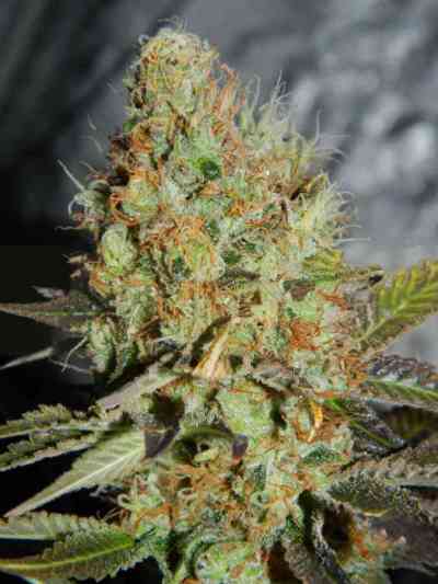 Afgan Kush Special > World of Seeds