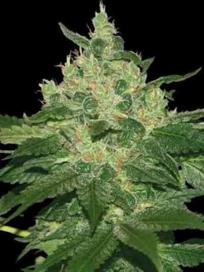 Afghan Kush > World of Seeds Bank | NOS RECOMMANDATIONS DE GRAINES DE CANNABIS  |  TOP 10 Feminized