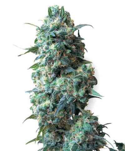 Afghan Kush > White Label Seeds | Regular Marijuana   |  Indica