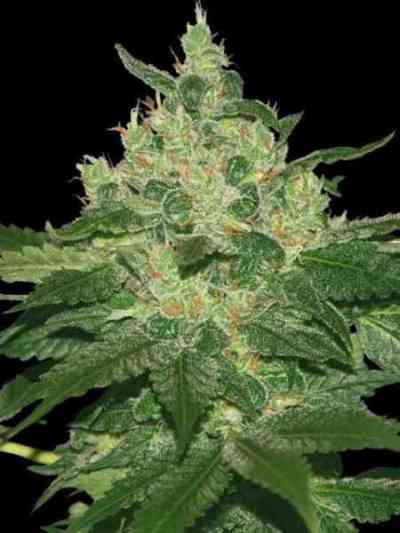Afghan Kush > World of Seeds Bank | Recommandations sur les graines  |  TOP 10 Outdoor