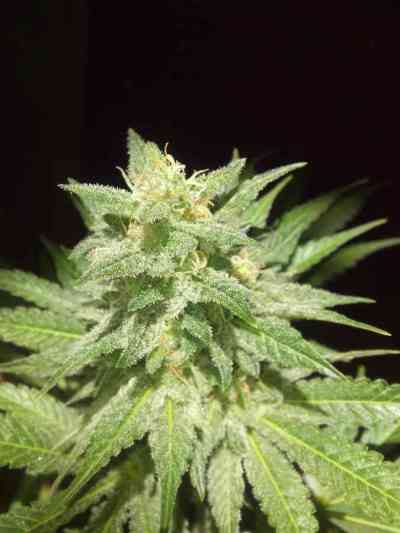 Afghan Kush > World of Seeds Bank | Cannabis seeds recommendations  |  TOP 10 Feminized