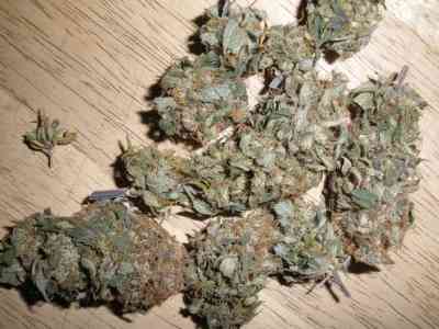 Afghan Kush > World of Seeds Bank | Cannabis seeds recommendations  |  TOP 10 Outdoor Strains