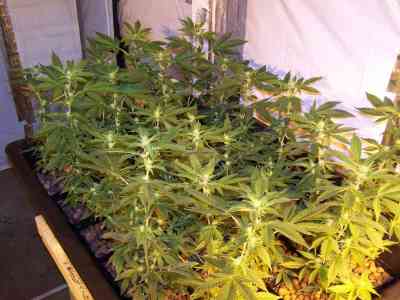 Afghan Kush > World of Seeds Bank | Cannabis seeds recommendations  |  TOP 10 Feminized