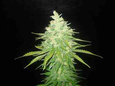 Afgan Kush x Black Domina > World of Seeds | Feminisierte Hanfsamen  |  Indica