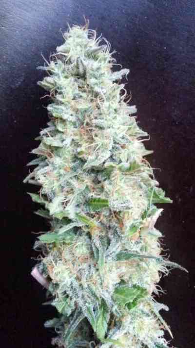 Afgan Kush x Black Domina > World of Seeds | Feminized Marijuana   |  Indica