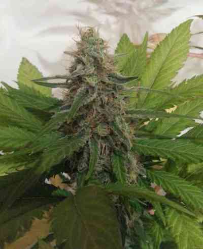 Afgan Kush x Black Domina > World of Seeds | Semillas feminizadas  |  Índica