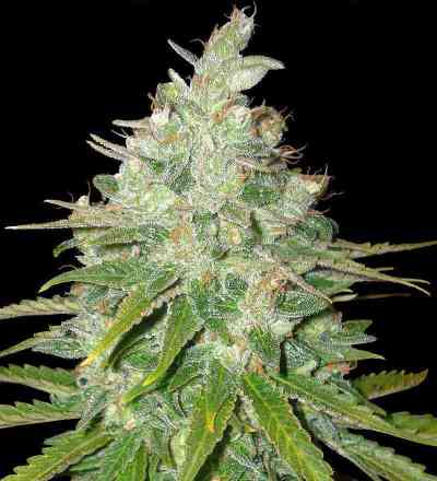 Medical Collection > World of Seeds | Feminized Marijuana   |  Indica