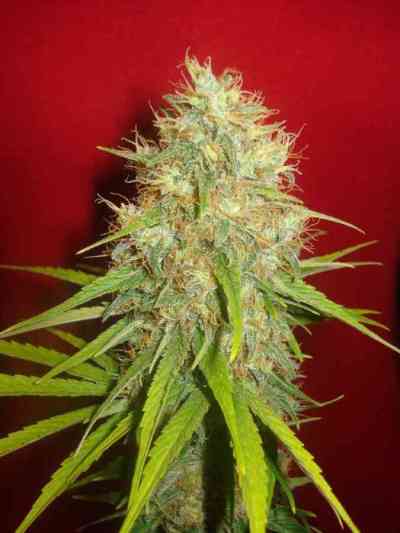 Afghan Kush x Skunk > World of Seeds | Feminized Marijuana   |  Indica