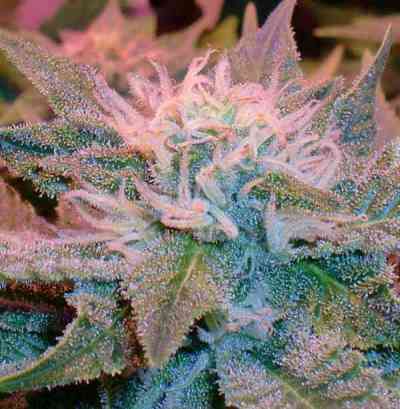 Afghan Kush x Skunk > World of Seeds | Feminized Marijuana   |  Indica