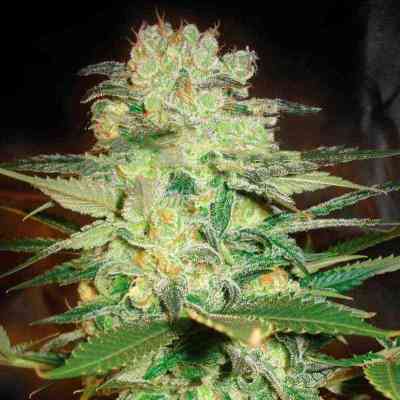 Medical Collection > World of Seeds | Feminized Marijuana   |  Indica