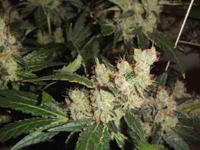 Afgan Kush x White Widow > World of Seeds | Feminisierte Hanfsamen  |  Indica