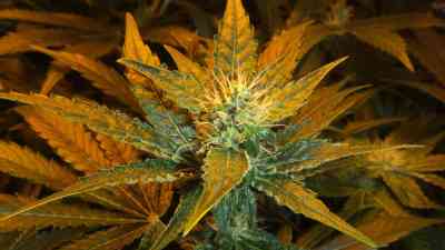 Afgan Kush x White Widow > World of Seeds | Feminisierte Hanfsamen  |  Indica