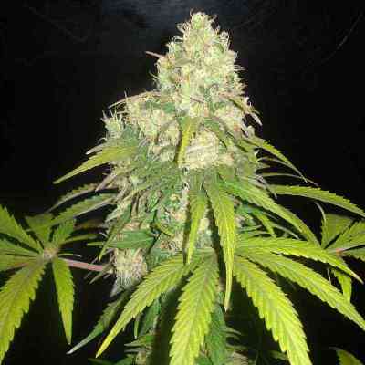 Afghan Kush x Yumbolt > World of Seeds | Feminized Marijuana   |  Indica