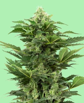 Afghan Pearl CBD Auto > Sensi Seeds | Semillas CBD  |  Híbrido