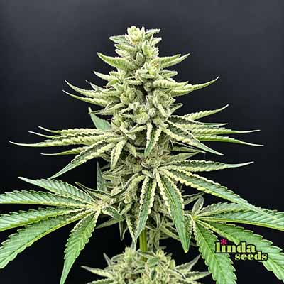 Afghan Skunk Feminisiert (Linda Seeds)