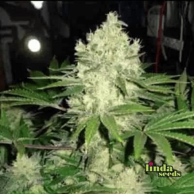 Afghan Skunk Seed > Linda Seeds | Cannabis seeds recommendations  |  Cheap Cannabis