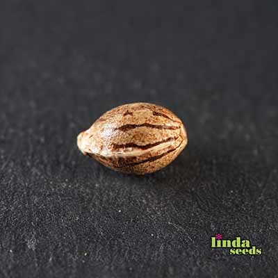 Afghan Skunk graines > Linda Seeds | NOS RECOMMANDATIONS DE GRAINES DE CANNABIS  |  Graines de Cannabis à prix bas