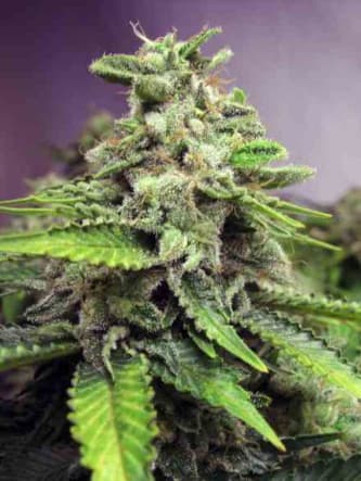 Afghan Skunk > Advanced Seeds | Feminized Marijuana   |  hybrid