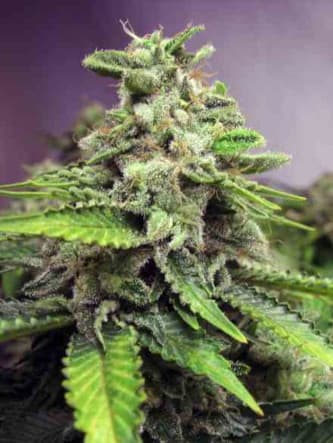 Afghan Skunk > Advanced Seeds | Feminisierte Hanfsamen  |  Hybrid