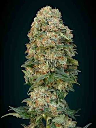 Afghan Skunk > Advanced Seeds | Feminized Marijuana   |  hybrid