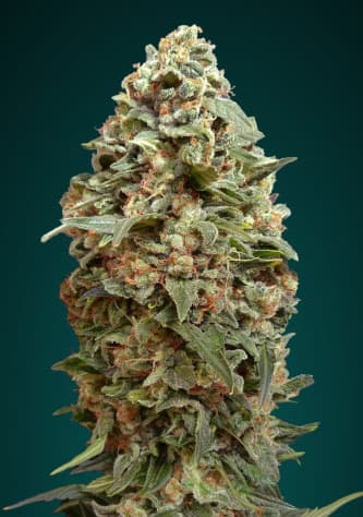 Afghan Skunk > Advanced Seeds | Feminized Marijuana   |  hybrid