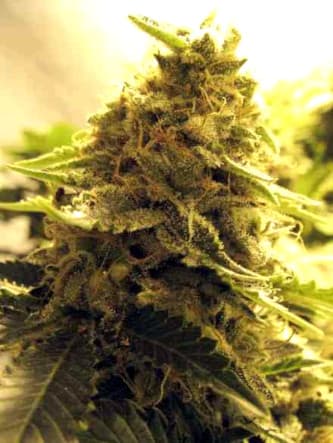 Afghan Skunk > Advanced Seeds | Feminized Marijuana   |  hybrid