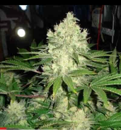 Afghan Skunk > Linda Seeds | Cannabis seeds recommendations  |  Cheap Cannabis