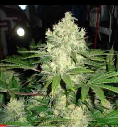 Afghan marijuana seeds