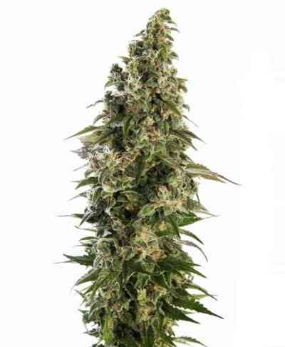 Afghani #1 Automatic > Sensi Seeds | Autoflowering Hanfsamen  |  Indica