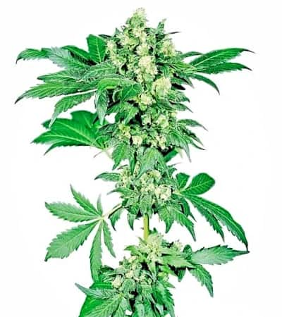 Afghani #1 > Sensi Seeds | Semillas feminizadas  |  Índica