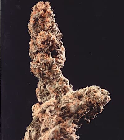 Afghan Special Samen > KC Brains | Feminisierte Hanfsamen  |  Indica