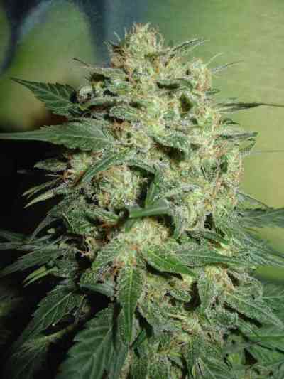 Afghani > Homegrown Fantaseeds | Graines Normal  |  Indica