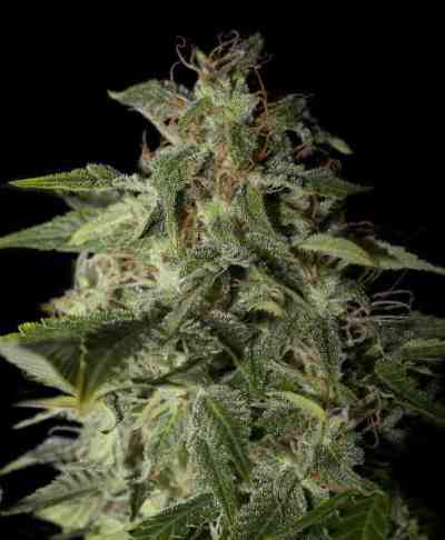 Afgooey > Strain Hunters Seed Bank | Feminized Marijuana   |  Indica