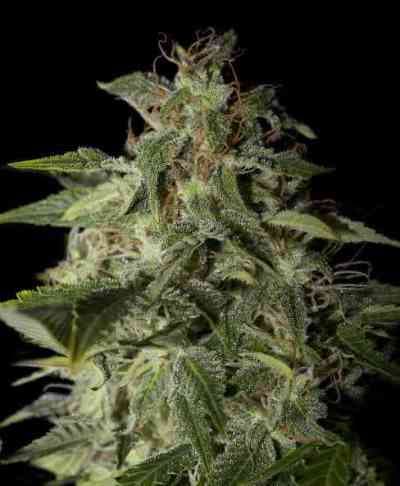 Afgooey > Strain Hunters Seed Bank | Semillas feminizadas  |  Índica