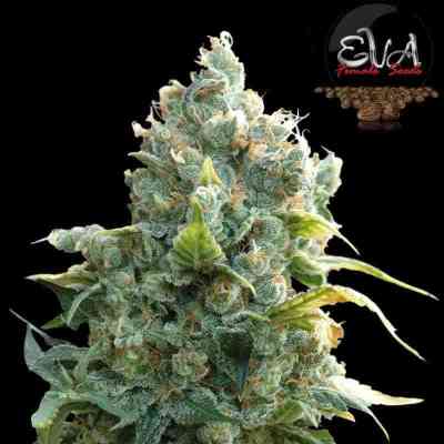 African Free Seed > Eva Female Seeds | Feminized Marijuana   |  Sativa