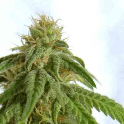 Afrodite > Kannabia Seeds | Feminisierte Hanfsamen  |  Hybrid