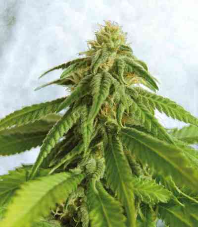 Afrodite > Kannabia Seeds | Feminized Marijuana   |  hybrid